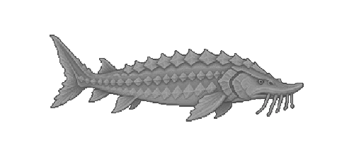 Glacial Sturgeon