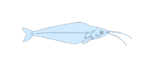 Glass Catfish
