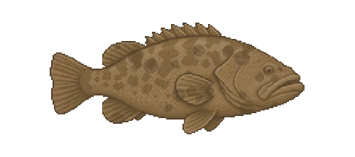 Goliath Grouper