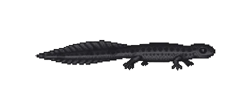 Great Crested Newt