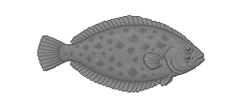 Greenland Halibut