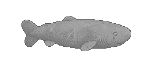 Nordic Greenland Shark