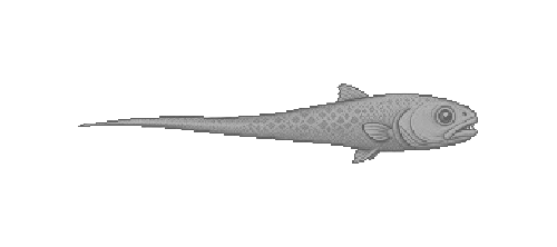 Giant Grenadier