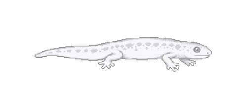 Grotto Salamander