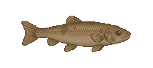 Gudgeon