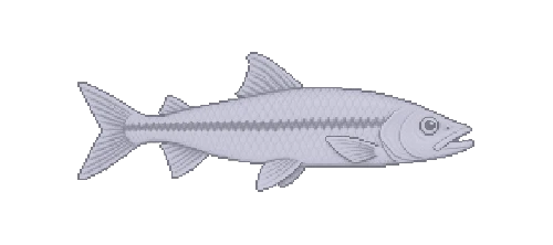 Hampala Barb