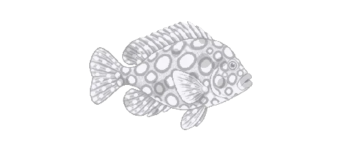 Harlequin Sweetlips