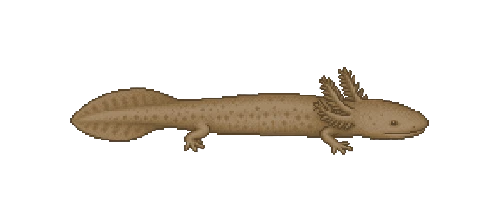 Hellbender