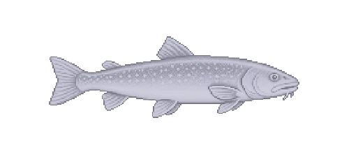 Himalayan Snowtrout