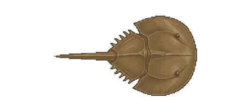 Atlantic Horseshoe Crab