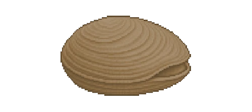 Hot Spring Clam