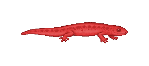 Hot Spring Salamander