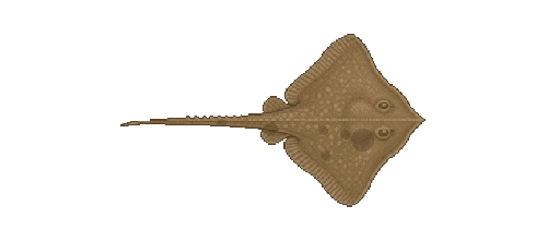 Humboldt Eagle Ray