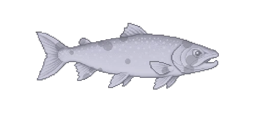 Icelandic Charr