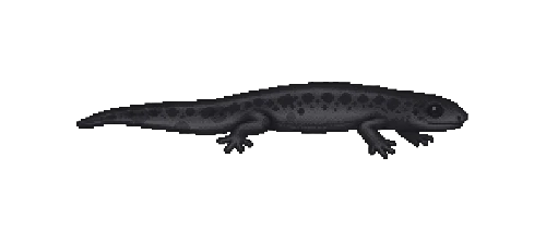 Japanese Fire Salamander