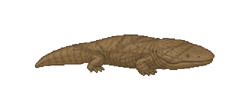 Japanese Giant Salamander
