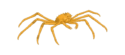 Japanese Spider Crab