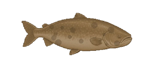 Jau Catfish