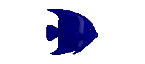 King Angelfish