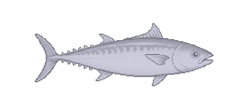 King Mackerel