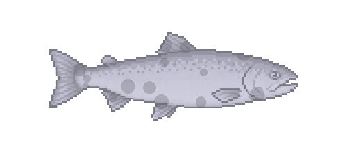 Chinook Salmon