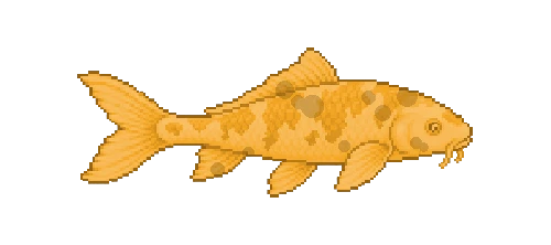 Koi