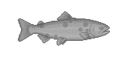 Lake Trout