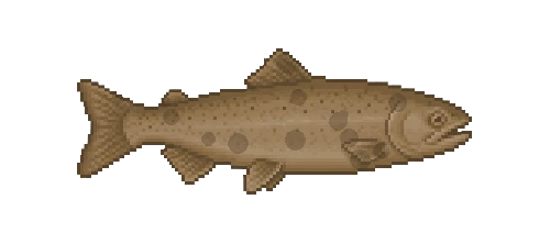Ferox Trout