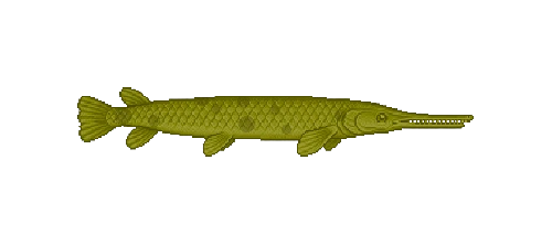 Longnose Gar