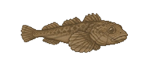 Magellanic Plunderfish