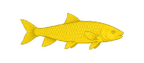 Golden Mahseer