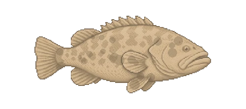 Malabar Grouper