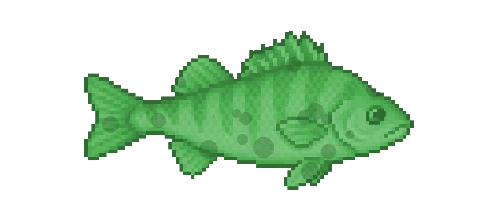 Chinese Perch
