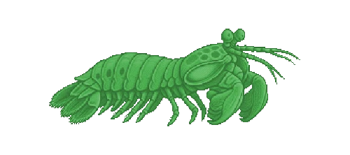 Peacock Mantis Shrimp