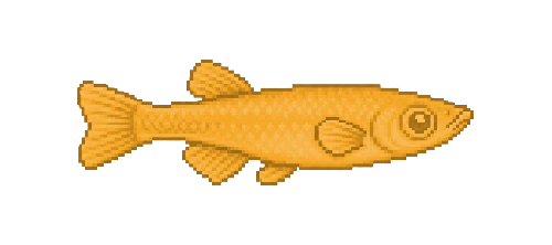 Japanese Rice Fish