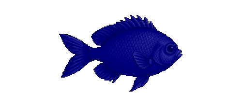 Mediterranean Damselfish