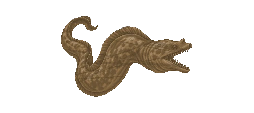 Mediterranean Moray