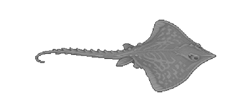 Mediterranean Ray