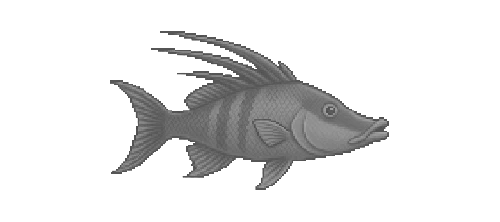 Mexican Hogfish