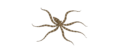 Mimic Octopus