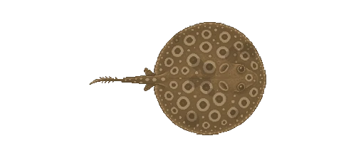 Ocellate River Stingray