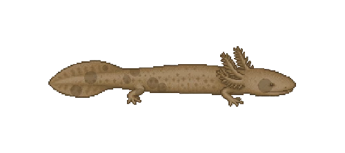 Lake Mudpuppy