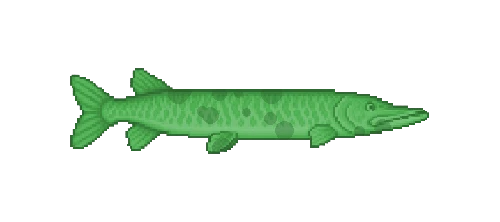 Muskellunge