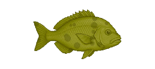 Mutton Snapper