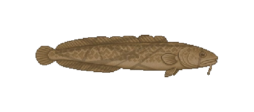 Burbot