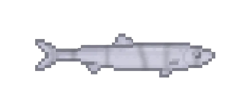 Blacknose Dace