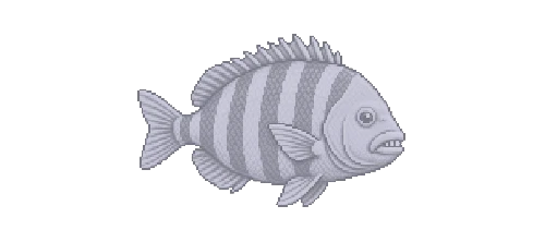 Sheepshead