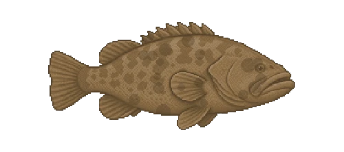 Goliath Grouper