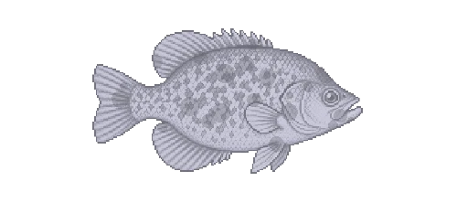 Black Crappie