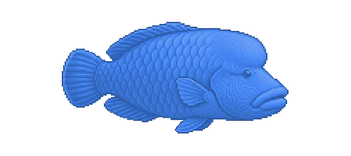 Napoleon Wrasse